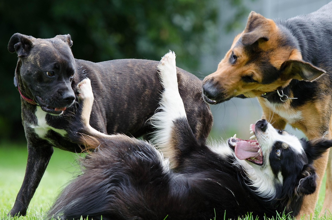 最新黑狼犬幼犬出售信息及概览