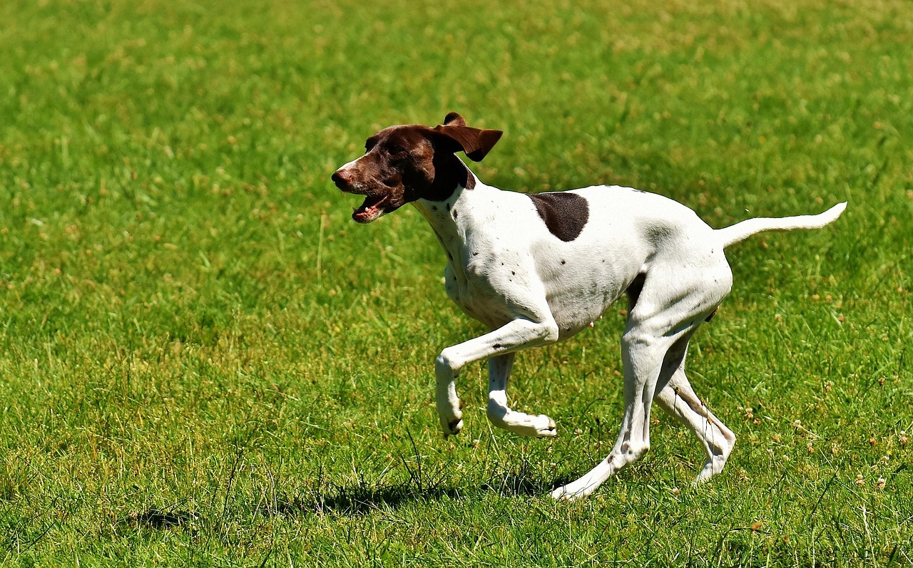 最新青川猎犬出售信息揭秘，探寻珍稀犬种的品质与价值一览